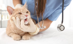 a vet giving a cat a dental exam