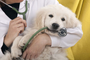 a vet holding a puppy who has a stethoscope in its mouth