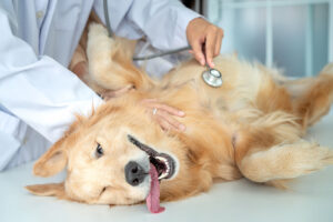 a sweet dog receiving a medical checkup