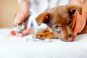 a puppy being treated at Animal Medical Center