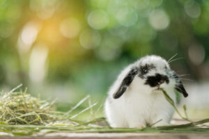 a bunny eating leafy greens