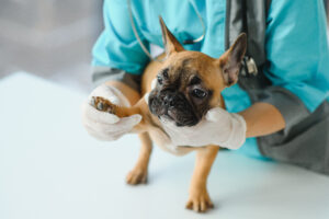 a small dog being groomed