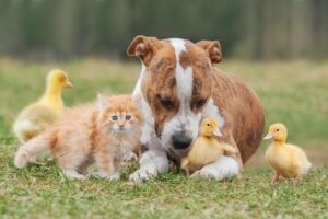 a dog surrounded by ducklings and a kitten