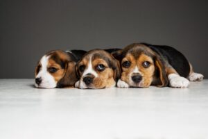 three beagle puppies cuddled together