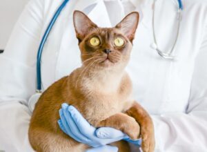 a cat at the vet