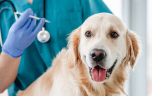 golden retriever receiving an injection at the vet