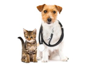 a kitten and a dog at the vet